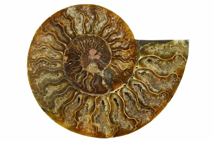 Cut & Polished Ammonite Fossil (Half) - Madagascar #369589